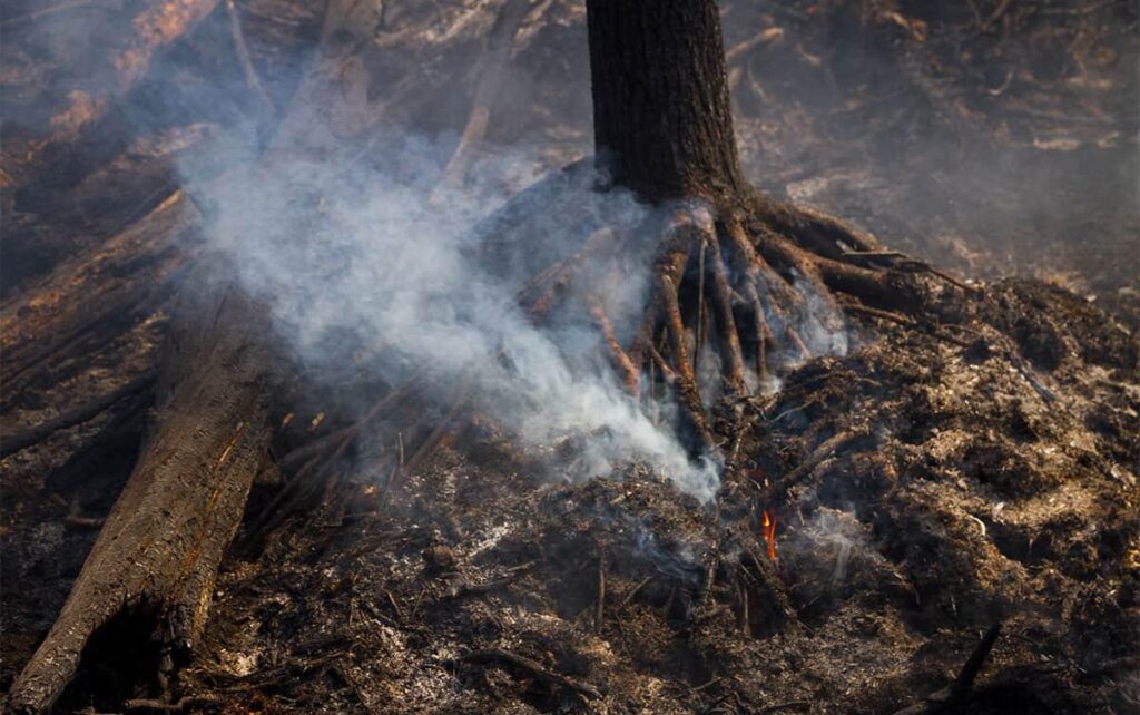 Forest fire in the Chornobyl Exclusion Zone