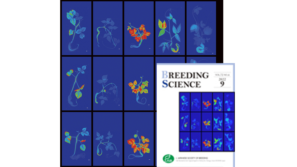 Breeding Science の表紙に選ばれました