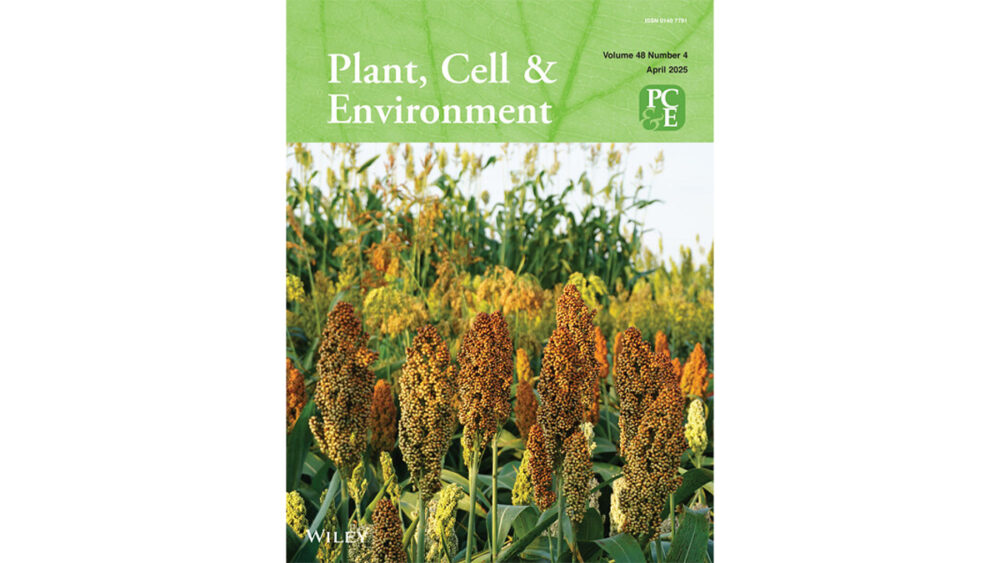 Journal of Plant, Cell & Environment cover for the featured research paper