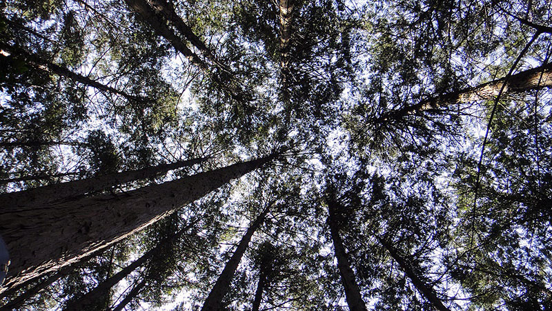 写真：林床から仰ぎ見たヒノキ林の樹冠（栃木県佐野市）